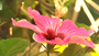 tahiti